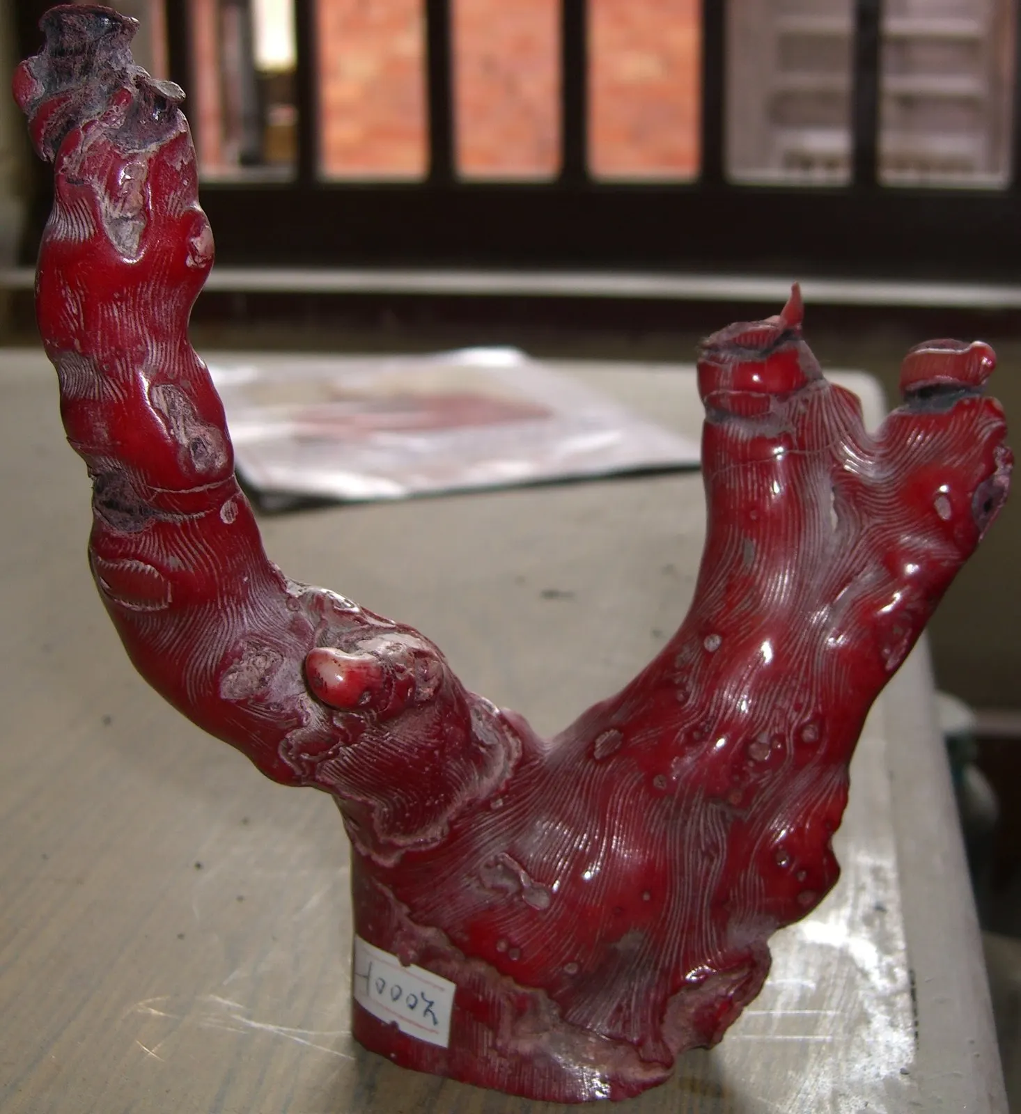 Ast roter Koralle